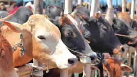 ময়মনসিংহে চাহিদার চেয়ে বেশি কোরবানির পশু প্রস্তুত&nbsp;
