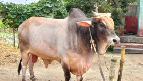 হাট কাঁপাতে প্রস্তুত ৮০০ কেজির &lsquo;সম্রাট&rsquo;