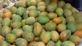২৮ মে চীন যাচ্ছে বাংলাদেশের আম