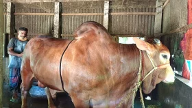 হাট মাতাবে ১ টনের &lsquo;লালবাবু&rsquo; দাম ১২ লাখ