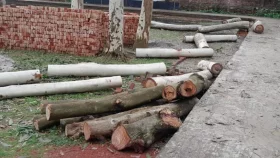 অধ্যক্ষের বিরুদ্ধে অবৈধভাবে গাছ বিক্রির অভিযোগ, তদন্ত কমিটি