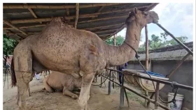 ঈদে বেনাপোলে চমক মরুর জাহাজখ্যাত সাত উট