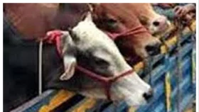 ঈশ্বরদীতে অস্ত্রের মুখে ট্রাকভর্তি ১৭গরু ডাকাতি