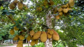 ব্রাহ্মণবাড়িয়ায় ১৬ কোটি টাকার কাঁঠাল বিক্রির আশা