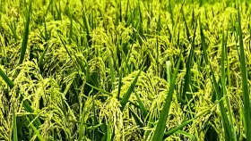 সুগন্ধিযুক্ত ও জিংক সমৃদ্ধ ধানের নতুন জাত উদ্ভাবন