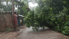 রায়পুরে বিভিন্ন সড়কে গাছ উপড়ে পড়ায় যান চলাচল ব্যাহত