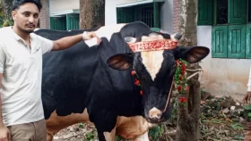 কোরবানির হাট কাঁপাতে প্রস্তুত বগুড়ার &lsquo;রাজাবাবু&rsquo;