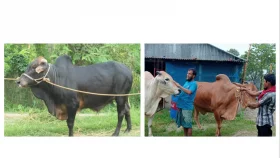 নীরা এন্ড রায়া খামার থেকে ১ কোটি টাকার গরু বিক্রির প্রত্যাশা&nbsp;