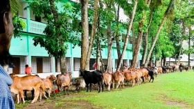 বরুড়ায় একাধিক শিক্ষাপ্রতিষ্ঠানে গরু ছাগলের হাট&nbsp;