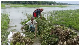 উজানের ঢলে তলিয়েছে কৃষকের শত শত বিঘা ফসলি জমি 