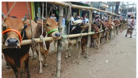 বৈরী আবহাওয়াতেও জমেছে রায়পুর পশুর হাট