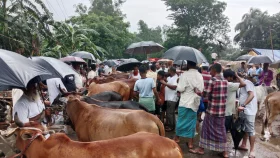 ফেনীতে জমে উঠেছে কোরবানির পশুর হাট
