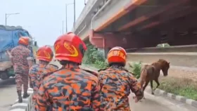 ঢাকা-মাওয়া এক্সপ্রেসওয়েতে ঘোড়ার দৌড়, প্রাইভেটকার দুর্ঘটনা