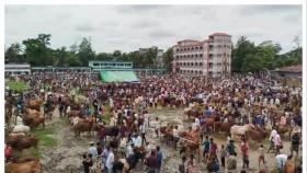 বাঁশখালীতে বৃষ্টি বাদল উপেক্ষা করে কোরবানির হাটে উপচে পড়া ভিড়