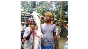 টাঙ্গাইলের লৌহজং নদীতে ধরা পড়লো ২৭ কেজি ওজনের বোয়াল