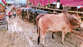 জমে উঠেছে পশুর হাট, লাগাতার বৃষ্টিতে বেড়েছে ভোগান্তিও