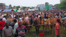 ব্রাহ্মণবাড়িয়ায় গরুরহাটে শেষ সময়ে বেড়েছে বেঁচাকেনা