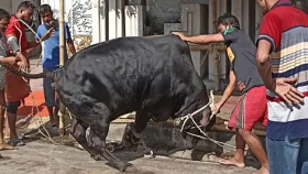নামাজের পরপরই পশু কোরবানি শুরু, শহরজুড়ে ত্যাগের দৃশ্য