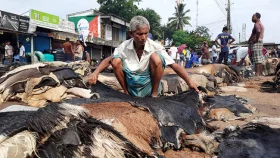 চামড়া বিক্রিতে লোকসান নয়, সচেতনতাই পারে বাঁচাতে হাজার টাকা!