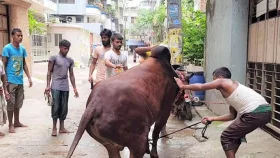 কোরবানি দিতে গিয়ে রাজধানীতে আহত শতাধিক