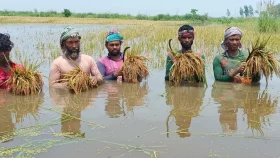 চলনবিলে আকস্মিক বন্যা; কৃষকের ব্যাপক ক্ষতি