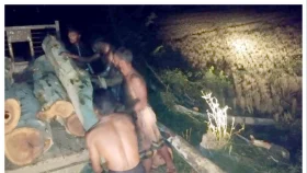শাজাহানপুরে রাতের আধারে সরকারি গাছ চুরি
