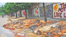 নির্ধারিত দামে বিক্রি হচ্ছে না চামড়া