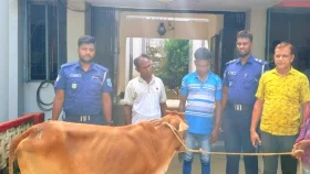 দিনাজপুরে ট্রাক চালক ধরিয়ে দিলো গরু চোরকে