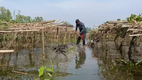কুড়িগ্রামে অতিবৃষ্টি- বন্যার পানিতে ফসলের ব্যাপক ক্ষতি