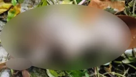 উপজেলা স্বাস্থ্য কমপ্লেক্স ভবনের পেছনে কার্টনে মিলল মানব ভ্রূণ