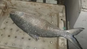 এক ইলিশ বিক্রি হলো ৪০৫০ টাকায়