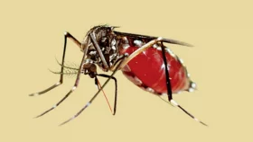 ডেঙ্গু আক্রান্ত আরও ২৪৪ জন