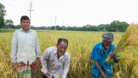 ১৫০০ টাকাও মিলছেনা ধান কাটার শ্রমিক, বিপাকে চাষীরা