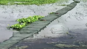 মা মাছ ও পোনা ধ্বংস করছে নিষিদ্ধ চায়না জাল, বিপদের মুখে মৎস্য সম্পদ