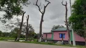 ব্যস্ত সড়কের পাশে মরা গাছ: আতঙ্কে শ্রীপুরবাসী