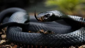 রৌমারীতে সাপের কামড়ে নারীর মৃত্যু