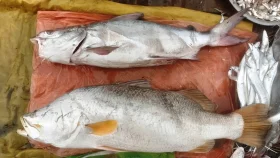 নাফ নদীতে বড়শিতে ধরা পড়লো ২২ কেজি ওজনের রিটা