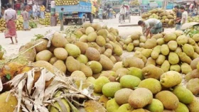 পাকা কাঁঠালের ঘ্রাণে লালমাই পাহাড়