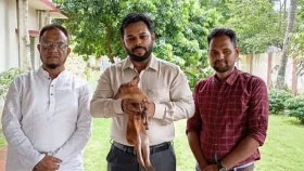 ফটিকছড়িতে লোকালয় থেকে হরিণ শাবক উদ্ধার, চিড়িয়াখানায় হস্তান্তর&nbsp;