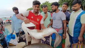 হরিরামপুরে পদ্মায় ধরা পড়লো ১১ কেজির বোয়াল