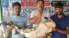 পদ্মায় ধরা পড়ল ২৯ কেজির বিরল বাগাইড়, দাম ৪৩৫০০ টাকা