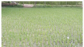 বৃষ্টির অভাবে উত্তরের জেলাগুলোতে আমন ধান চাষ নিয়ে দুশ্চিন্তায় কৃষক