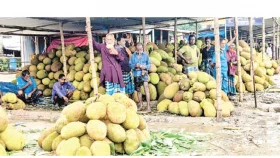 পচে যাচ্ছে লাখ টাকার কাঁঠাল