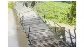 সিংড়ায় কচুরিপানার চাপে বাঁশের সেতু নদীতে বিলীন