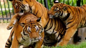 থাইল্যান্ডে ভাইরাসে ৭২ বাঘের মৃত্যু