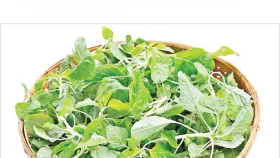 বৃষ্টির দিনে শাক খাওয়ার আগে