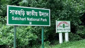 সাতছড়ি জাতীয় উদ্যানে গাছ ফেলে ডাকাতি