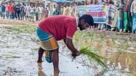 মুন্সীগঞ্জে দীর্ঘদিন সংস্কার না হওয়ায় সড়কে ধানের চারা রোপন গ্রামবাসীর