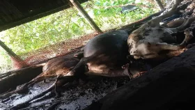 সখীপুরে আগুনে পুড়ে কৃষকের ৪ গরুর মৃত্যু&nbsp;