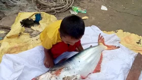 কুয়াকাটায় ধরা পড়ল বিশাল পাঙ্গাস, ভাগ করে খেলেন জেলেরা
